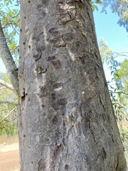Flindersia australis