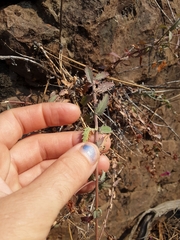 Penstemon richardsonii