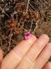 Penstemon richardsonii