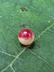 Zopheroteras sphaerula