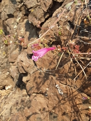 Penstemon richardsonii