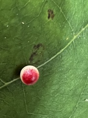 Zopheroteras sphaerula