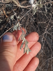 Artemisia tridentata