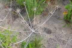 Annesorhiza macrocarpa