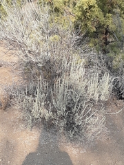 Artemisia tridentata