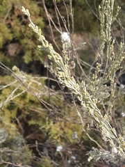 Artemisia tridentata