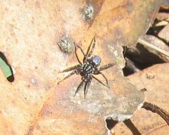Nyssus albopunctatus
