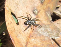 Nyssus albopunctatus
