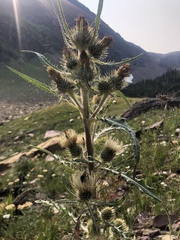 Cirsium hookerianum