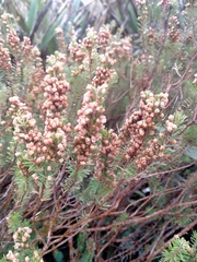 Erica vagans