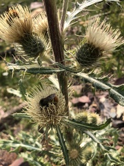 Cirsium hookerianum