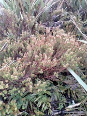 Erica vagans