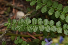 Polemonium pulcherrimum