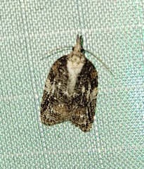 Platynota exasperatana