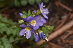 Polemonium pulcherrimum