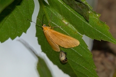 Eubaphe