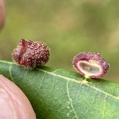 Caryomyia turbanella