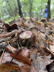 Russula mariae