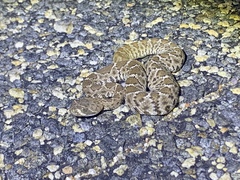 Crotalus ruber