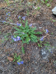 Polemonium pulcherrimum