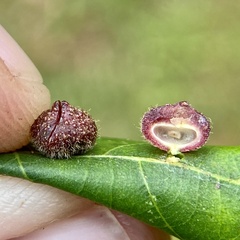 Caryomyia turbanella