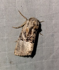 Meropleon diversicolor