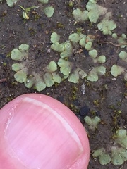 Riccia crystallina
