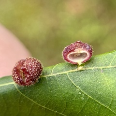 Caryomyia turbanella