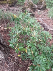 Chrysolepis chrysophylla