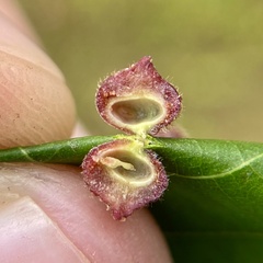 Caryomyia turbanella