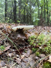 Russula crustosa