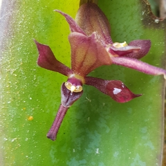 Pleurothallis