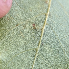 Caryomyia turbanella