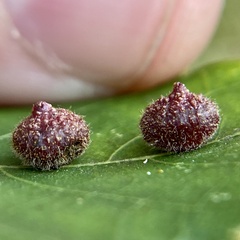 Caryomyia turbanella