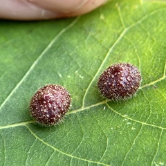 Caryomyia turbanella