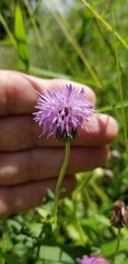 Cirsium arvense