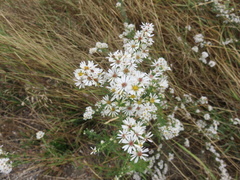 Symphyotrichum ericoides