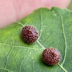 Caryomyia turbanella