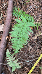Dryopteris arguta