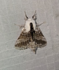 Tolype velleda