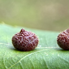 Caryomyia turbanella