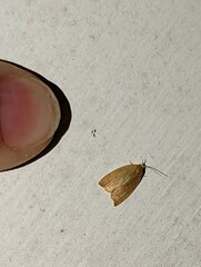 Coelostathma discopunctana