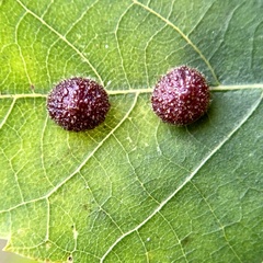 Caryomyia turbanella