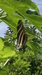 Heliconius charithonia vazquezae