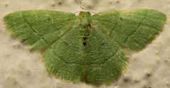 Chlorissa attenuata