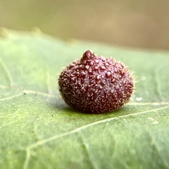 Caryomyia turbanella