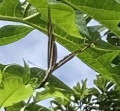 Heliconius charithonia vazquezae