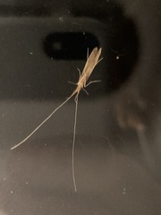 Oecetis