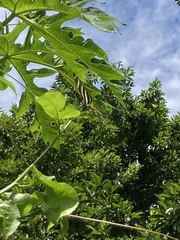 Heliconius charithonia vazquezae