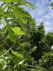 Heliconius charithonia vazquezae